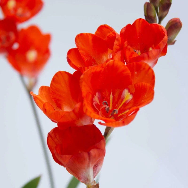 Tritonia Red Flower Bulb | Indoor/Outdoor Flowering Plant Bulb | Best for Home Garden & Terrace